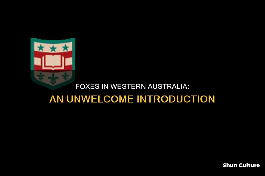 why are there foxes in western australia