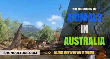 Australia's Unique Wildlife: Absence of Large Animals