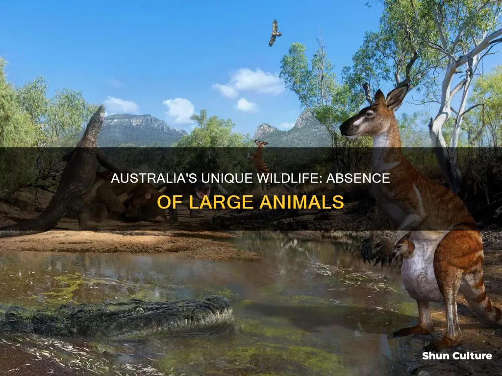 why are there no big animals in australia