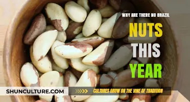Brazil Nut Shortage: Causes and Impact on Global Markets