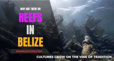 Belize Reefs: A Mystery Explained