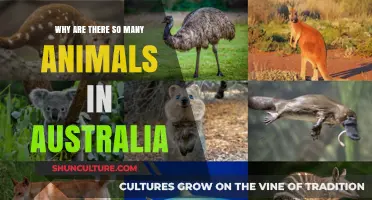 Australian Wildlife: Why So Diverse?