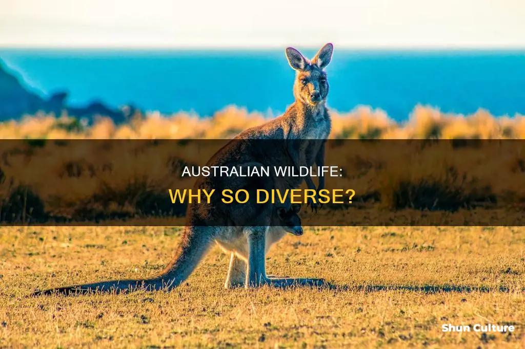 why are there so many animals in australia