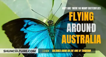 Australia's Butterfly Boom: What's Behind the Flutter?