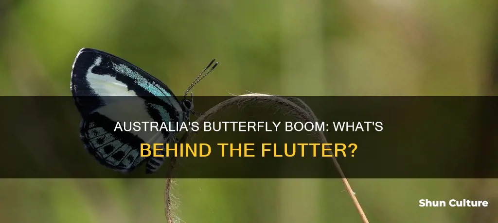 why are there so many butterflies flying around australia