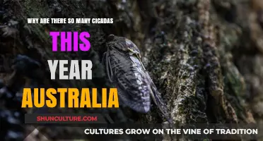 Australia's Cicada Boom: Unraveling the Mystery Behind This Year's Swarm