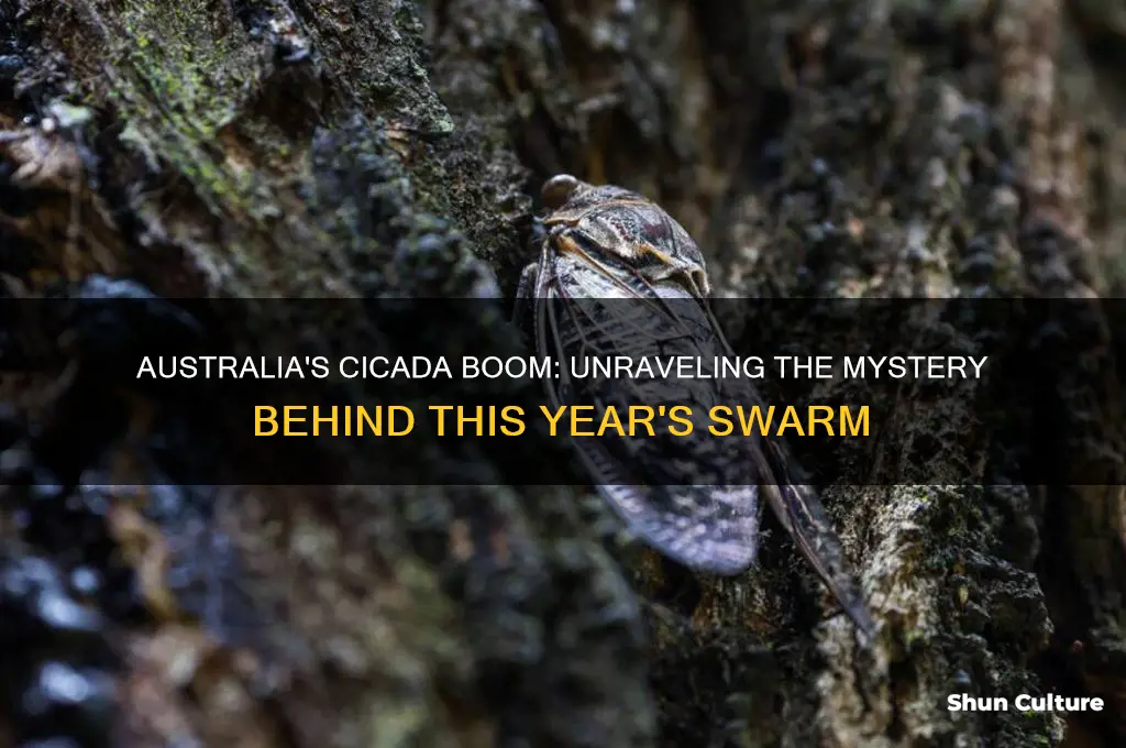 why are there so many cicadas this year australia
