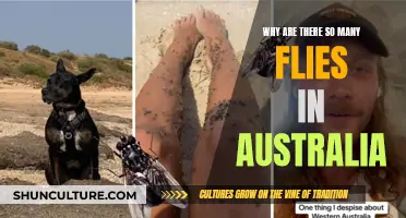 Australia's Fly Problem: What's the Reason Behind It?