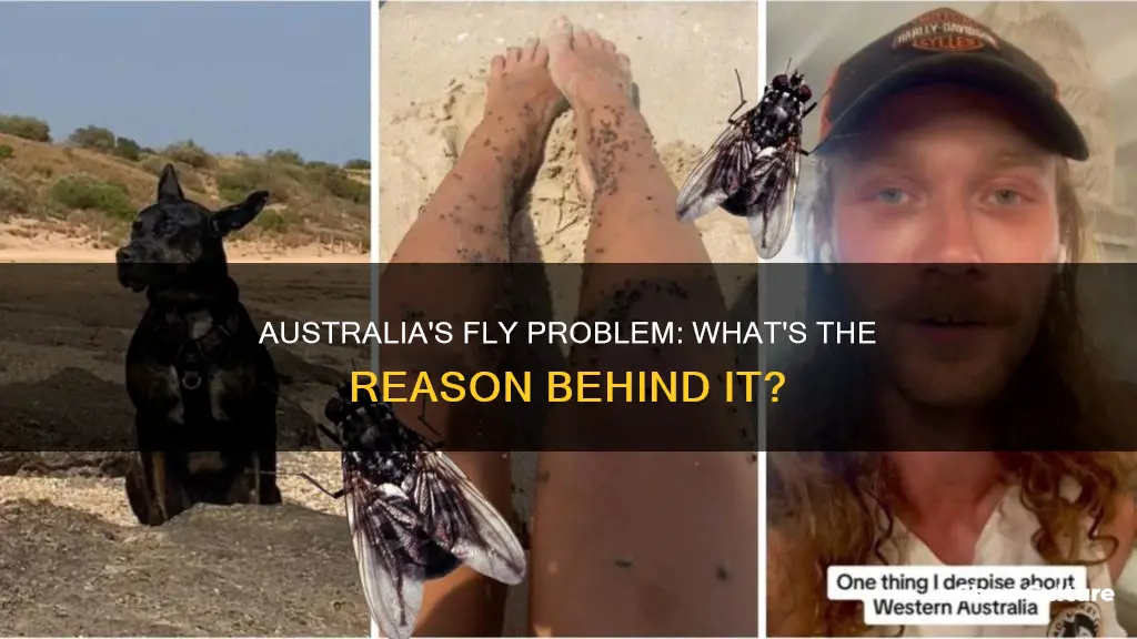 why are there so many flies in australia