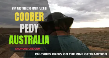 Coober Pedy's Fly Infestation: What's the Reason?