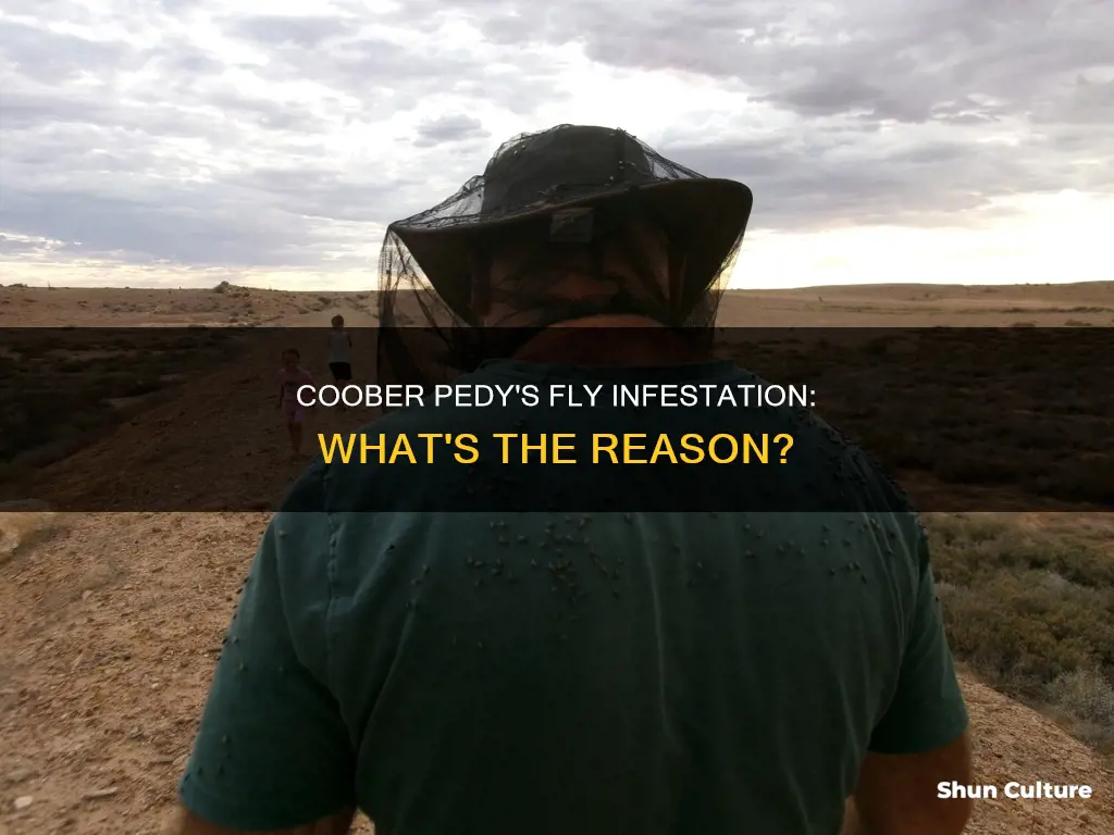 why are there so many flies in coober pedy australia