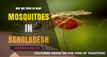 Mosquitoes in Bangladesh: Unraveling the Reasons Behind Their Abundance