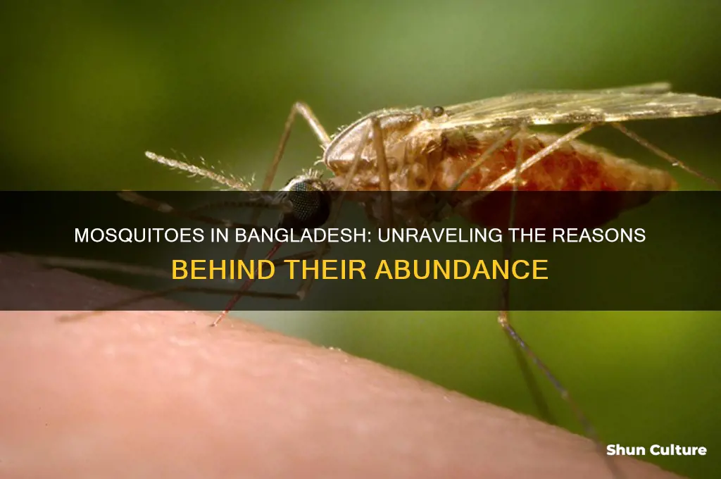 why are there so many mosquitoes in bangladesh