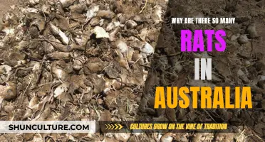 Australia's Rat Problem: Causes and Solutions