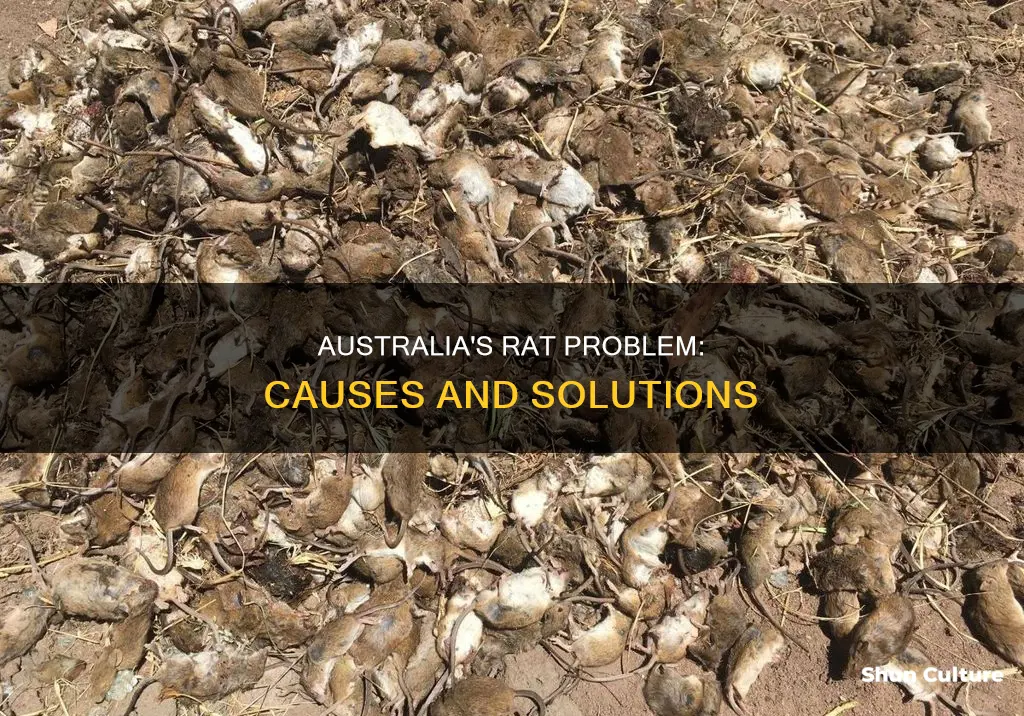 why are there so many rats in australia