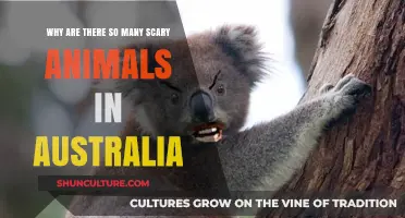 Australia: Scary Animals Down Under