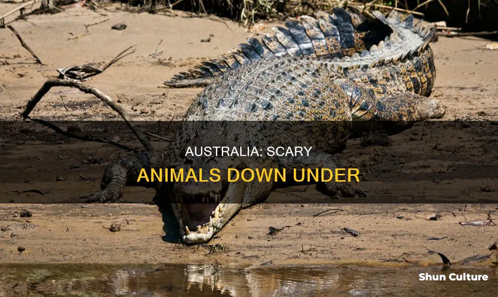why are there so many scary animals in australia