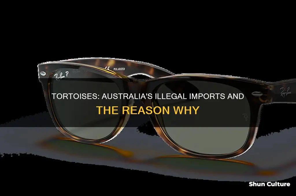 why are tortoises illegal in australia