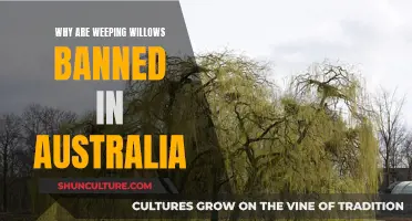 Weeping Willows: Australia's Unwanted Tree Invaders