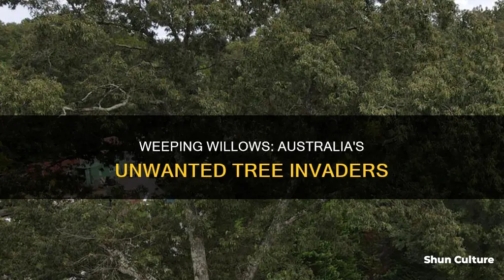 why are weeping willows banned in australia