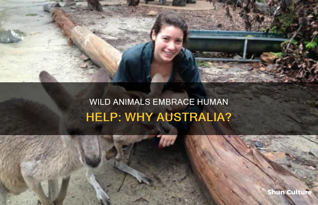 why-are-wild-animals-in-australia-accepting-help-from-humans