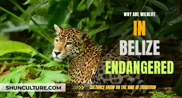 Belize's Wildlife: Under Threat