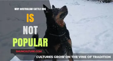 Australian Cattle Dogs: Unpopular Yet Loyal Breeds