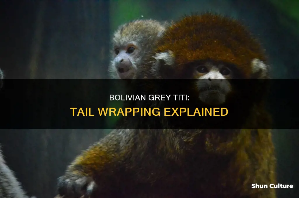 why bolivian grey titi wrap their tails