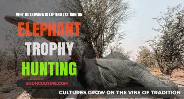 Botswana Resumes Elephant Trophy Hunting: Conservation, Economy, or Controversy?