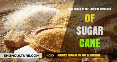 Brazil's Sugar Cane Dominance: Climate, Land, and Tradition Explained