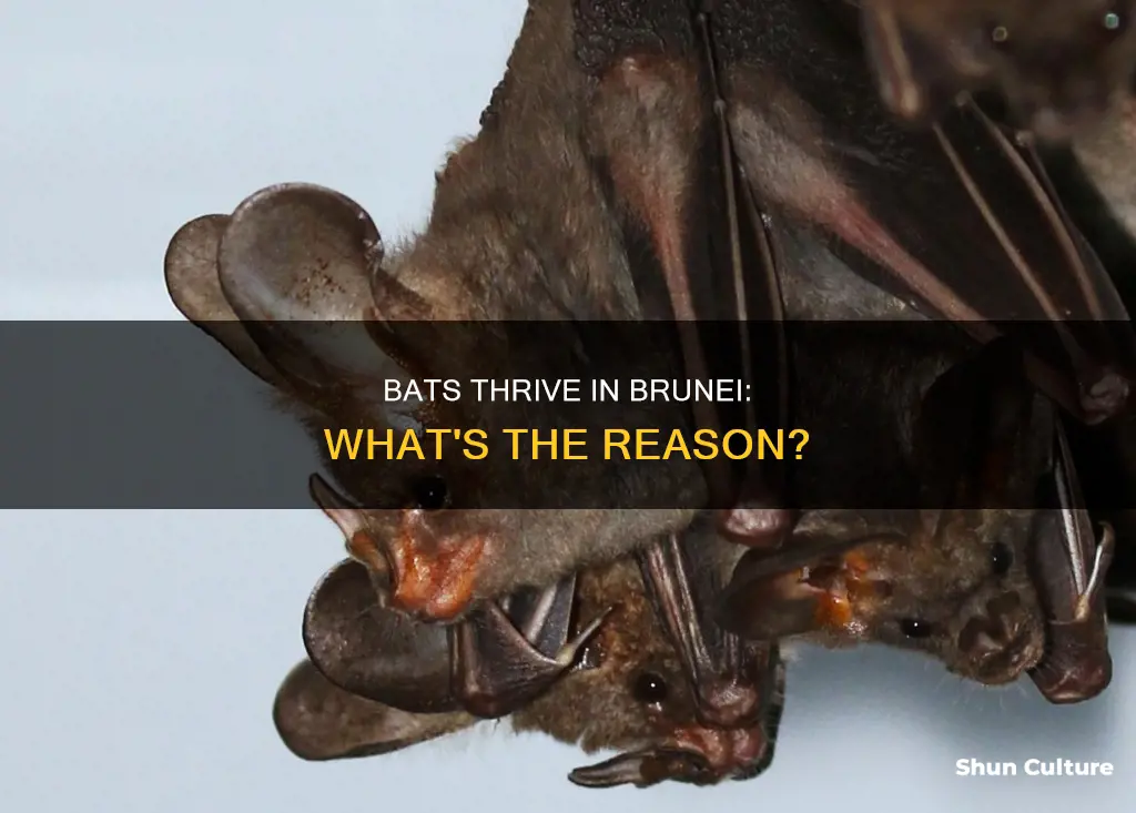 why can bats live in brunei