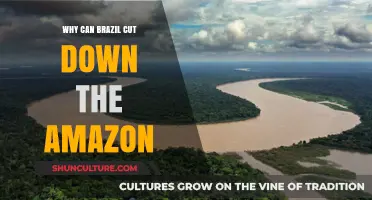 Brazil's Amazon Deforestation: Economic Pressures and Environmental Consequences Explained