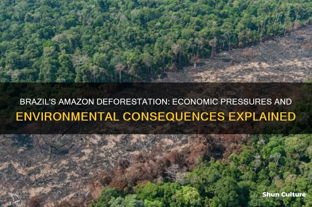 why can brazil cut down the amazon