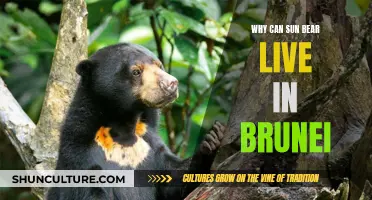 Sun Bear Survival: Brunei's Unique Habitat