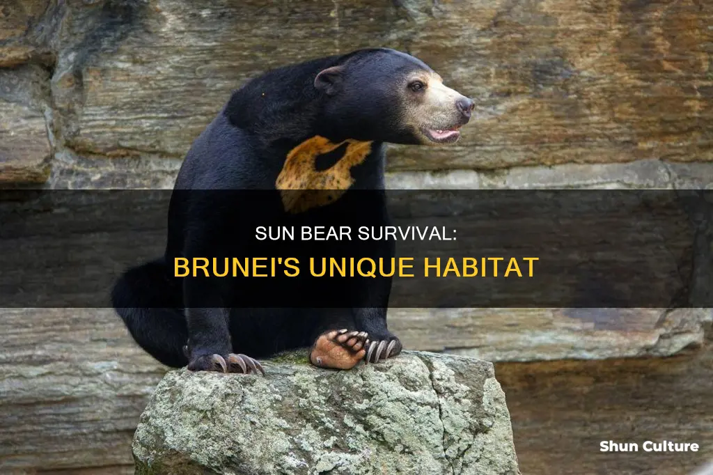 why can sun bear live in brunei