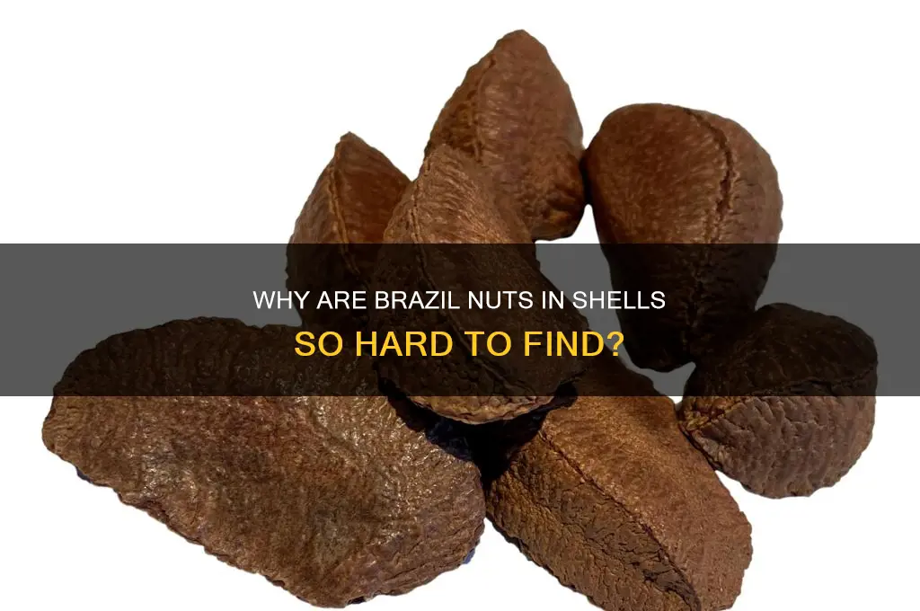 why can t I buy brazil nuts in shells
