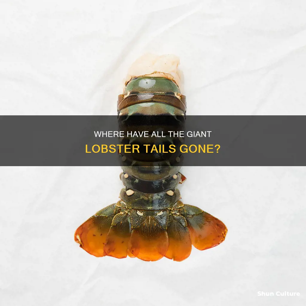 why cant I find giant northern australian lobster tails