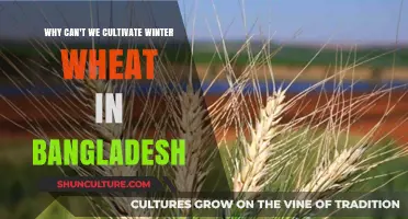 Climate Challenges: Why Winter Wheat Cultivation Fails in Bangladesh
