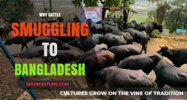 Cattle Smuggling to Bangladesh: Uncovering the Hidden Drivers and Impacts