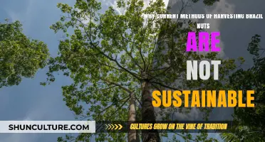 Unsustainable Harvesting of Brazil Nuts: Threats to Amazon Forests and Communities