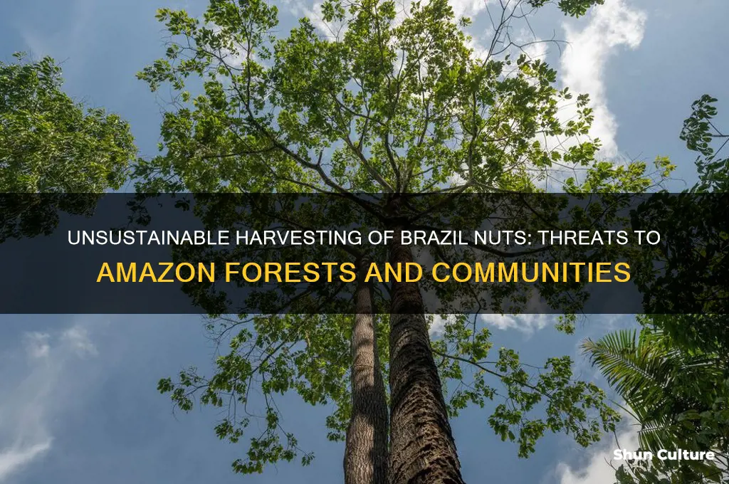 why current methods of harvesting brazil nuts are not sustainable