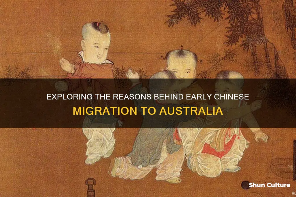 why did chinese first migrate to australia