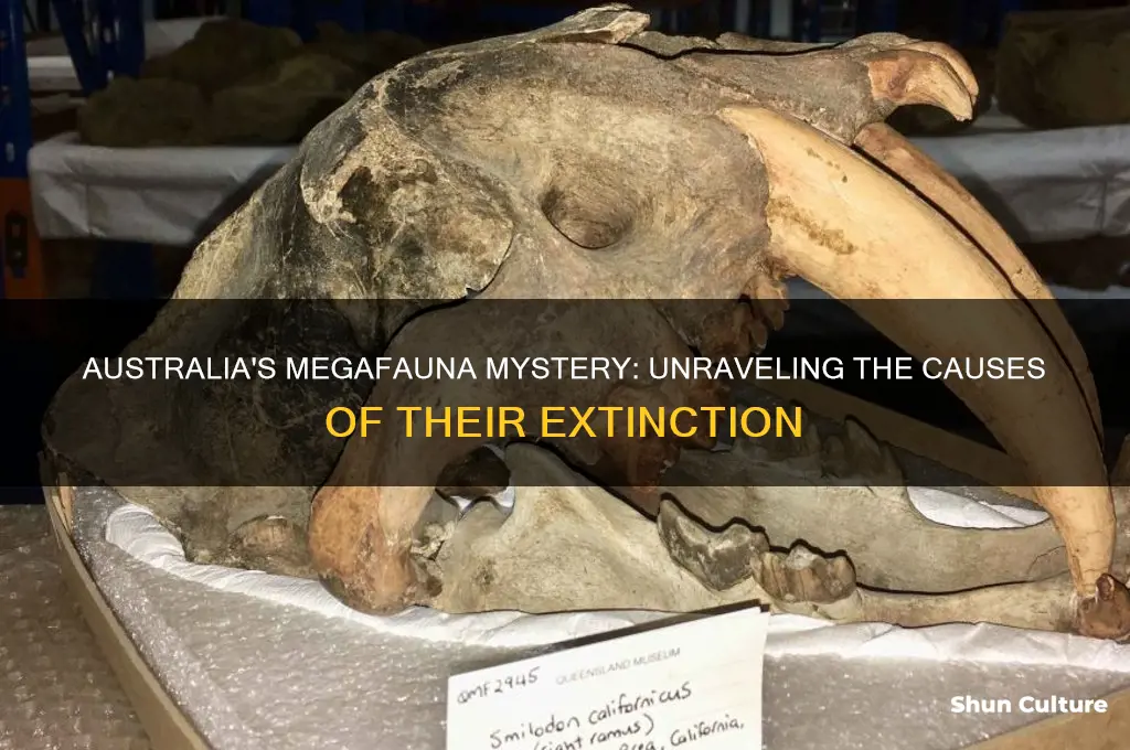why did megafauna go extinct in australia