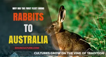 Rabbits on the First Fleet: Australia's Unintended Ecological Invasion