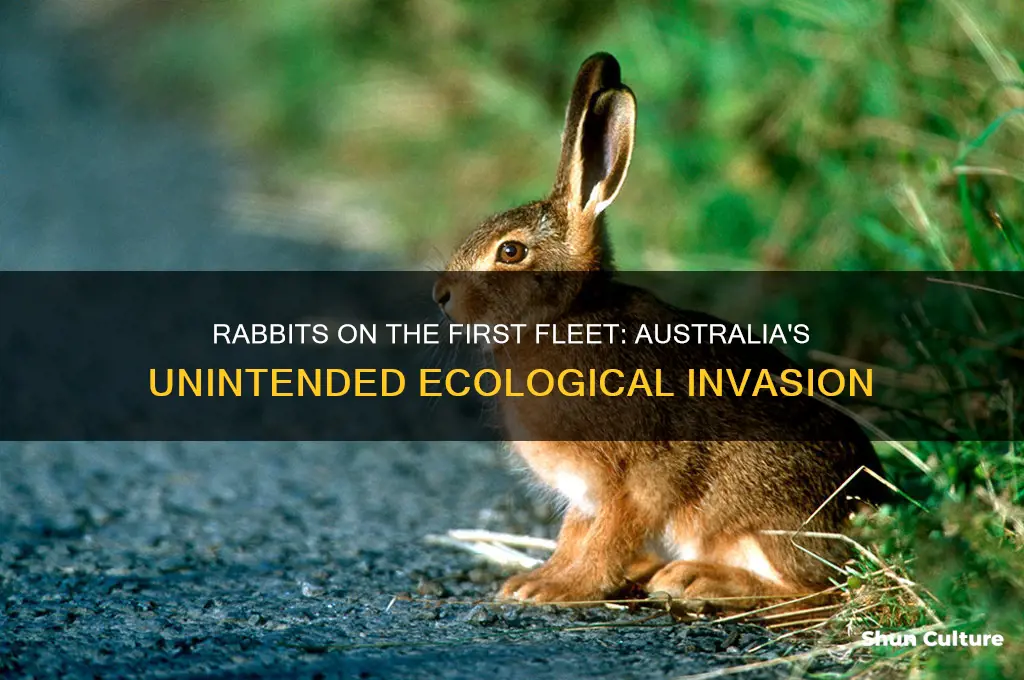why did the first fleet bring rabbits to australia
