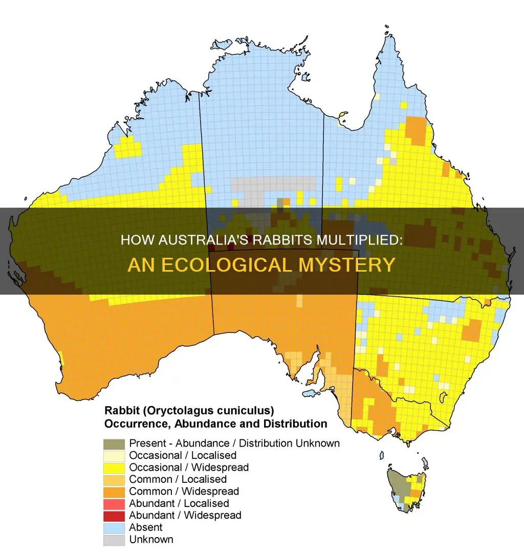 why did the rabbit population grow so quickly in australia