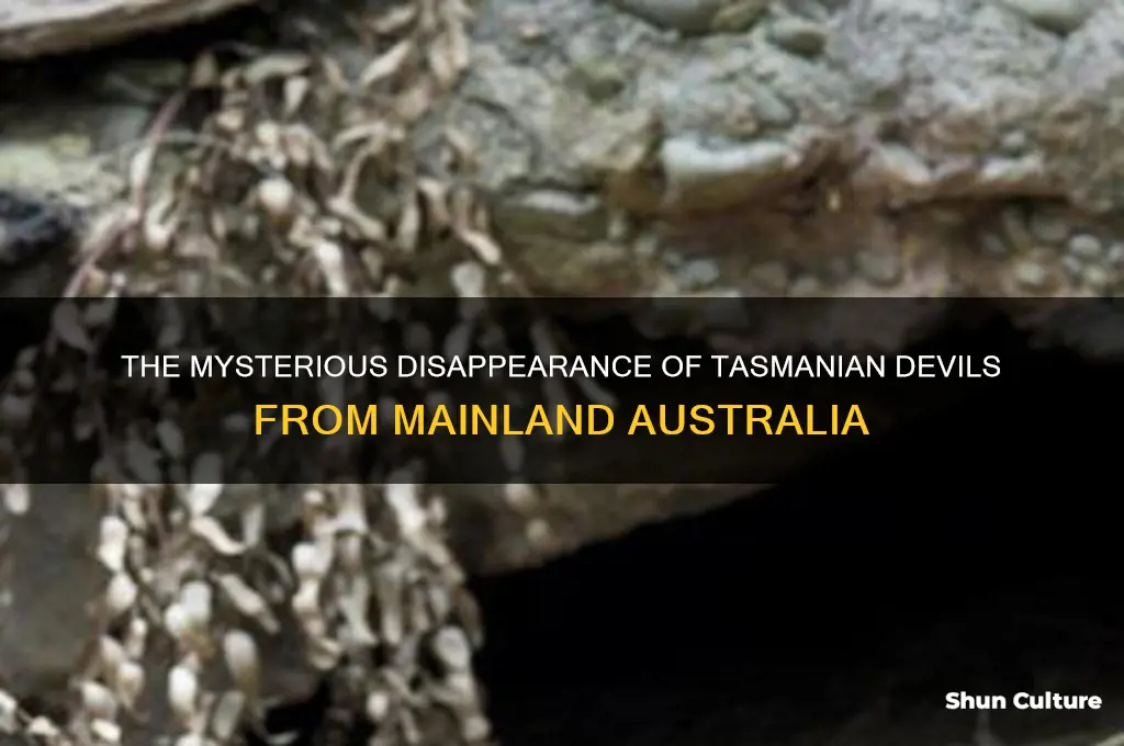 why did the tasmanian devil go extinct in australia