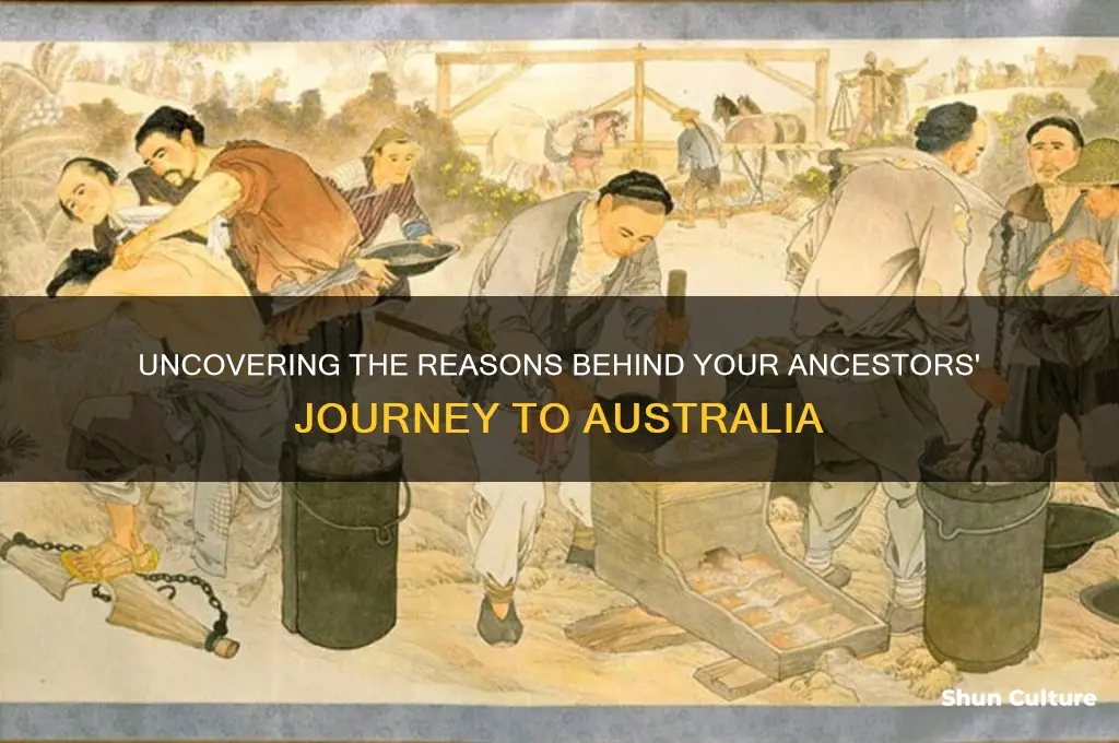 why did your ancestors go to australia
