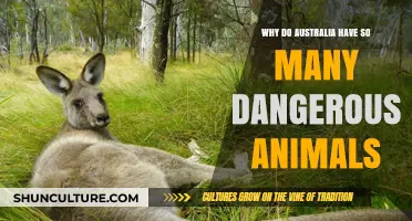 Australia's Dangerous Wildlife: Why So Many?