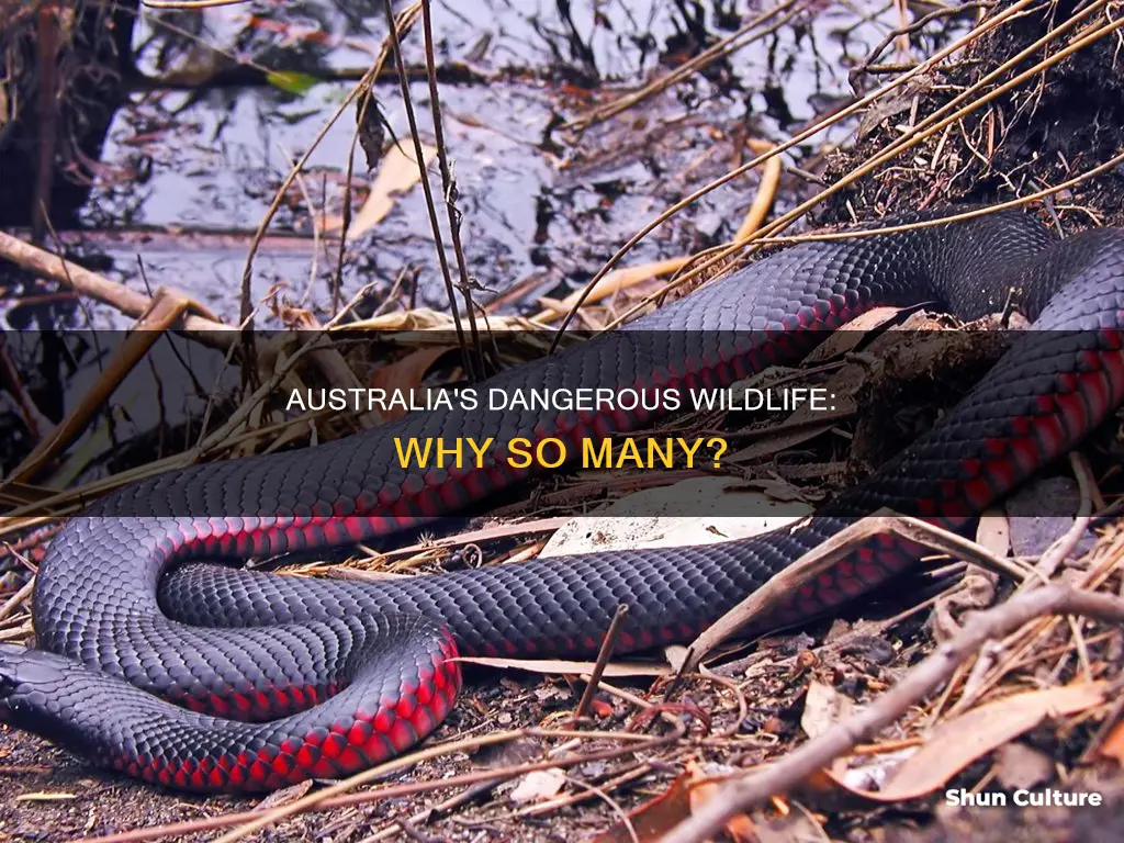 why do australia have so many dangerous animals